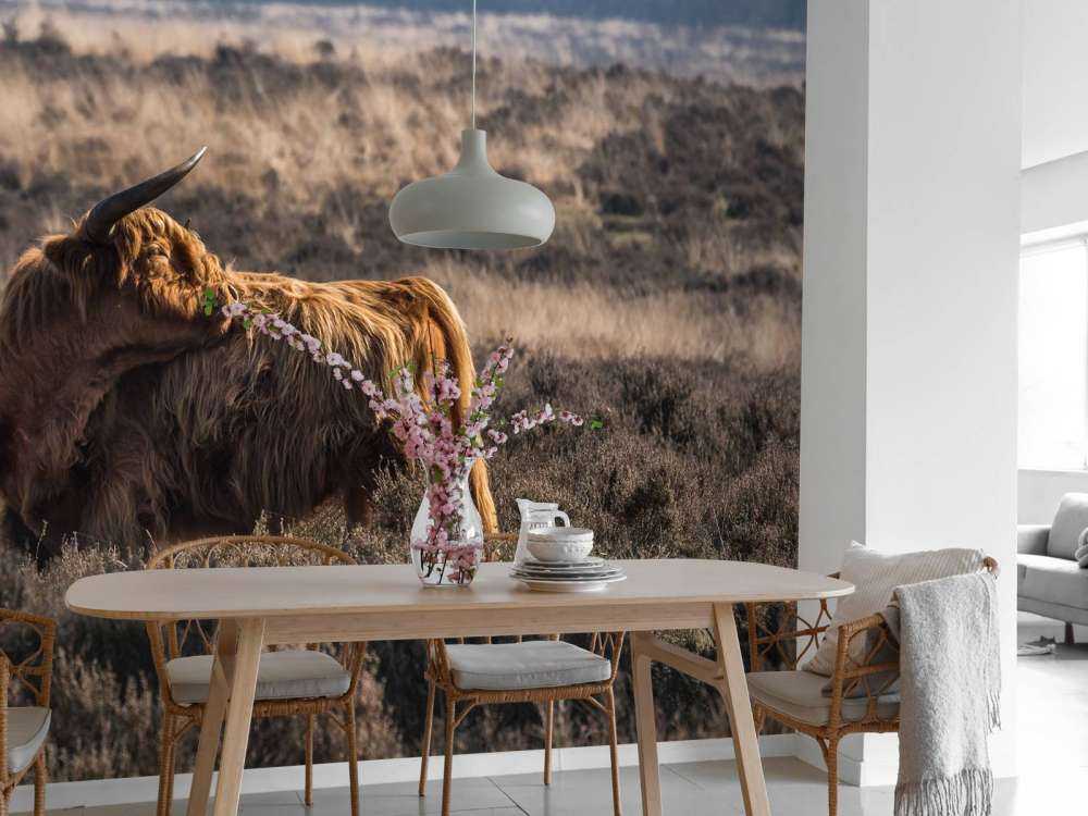 Schotse hooglander in het wild