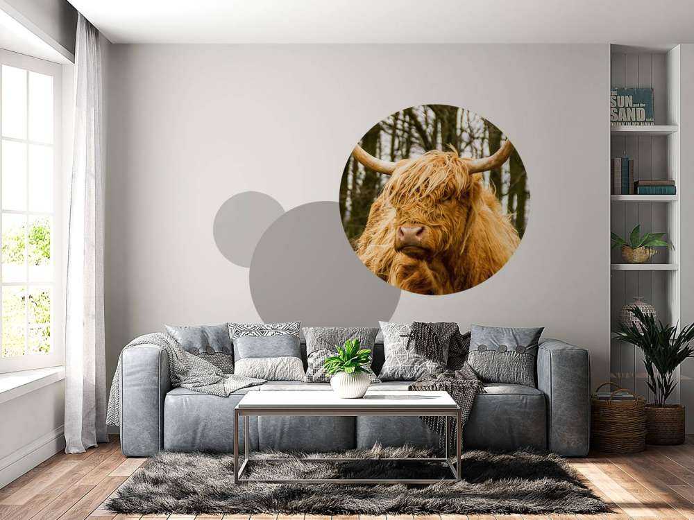 Schotse Hooglander met Bomen op achtergrond