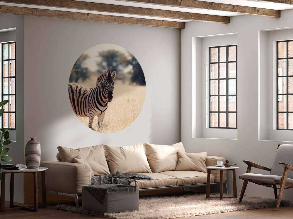 Zebra in het wild