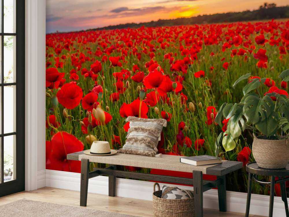 Rode klaprozenveld bij zonsondergang