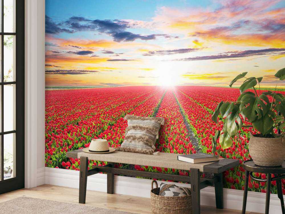 Rode tulpenveld bij zonsopkomst