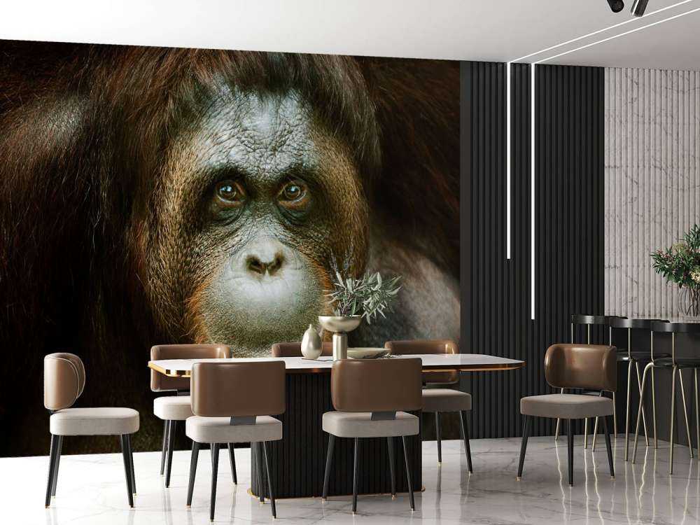 Orang-oetan met een zwarte achtergrond