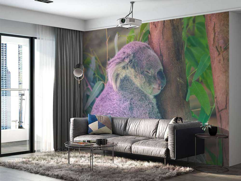 Koala aan het slapen