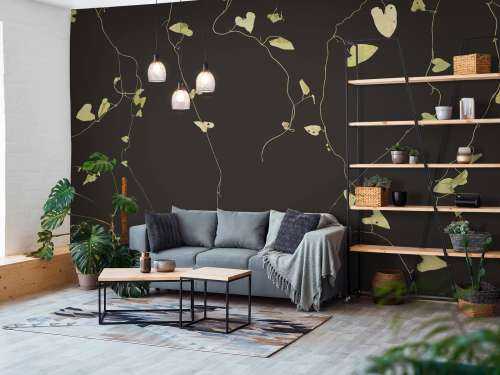 Haagwinde ebony