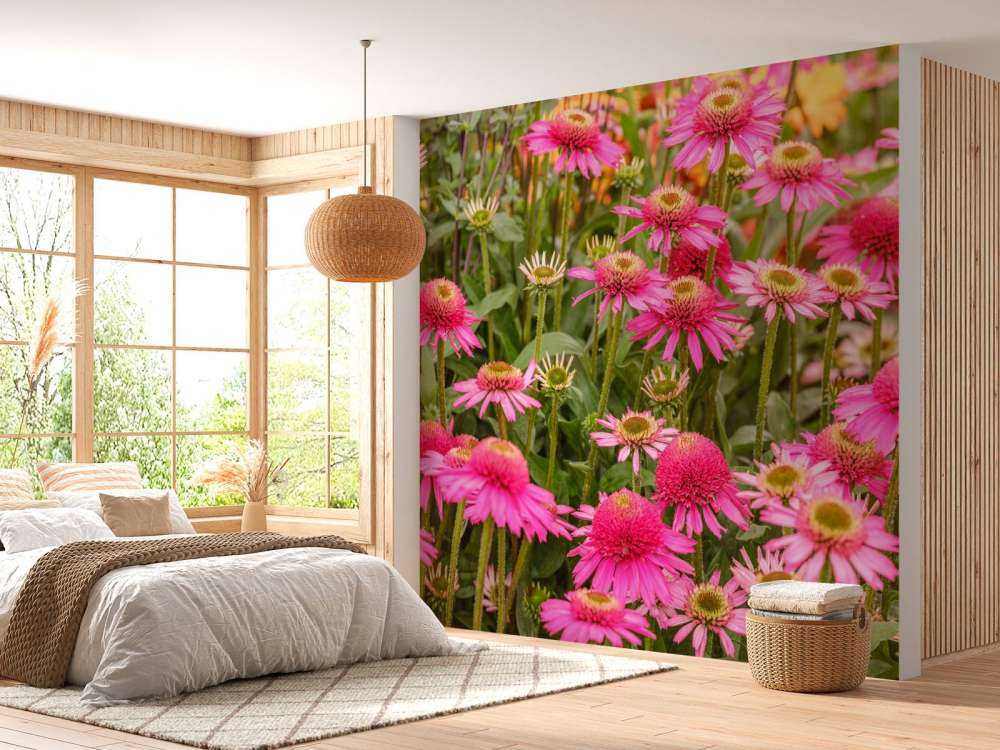 Coneflowers in garden