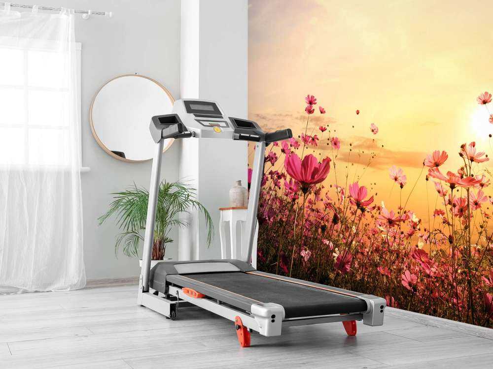 Kosmos Bloem tijdens Zonsondergang