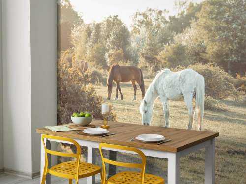 Grazende paarden