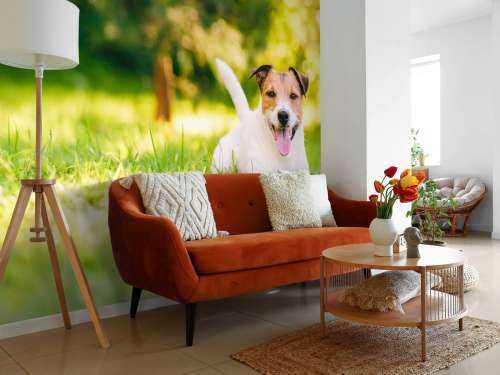 Een vrolijke Jack Russell