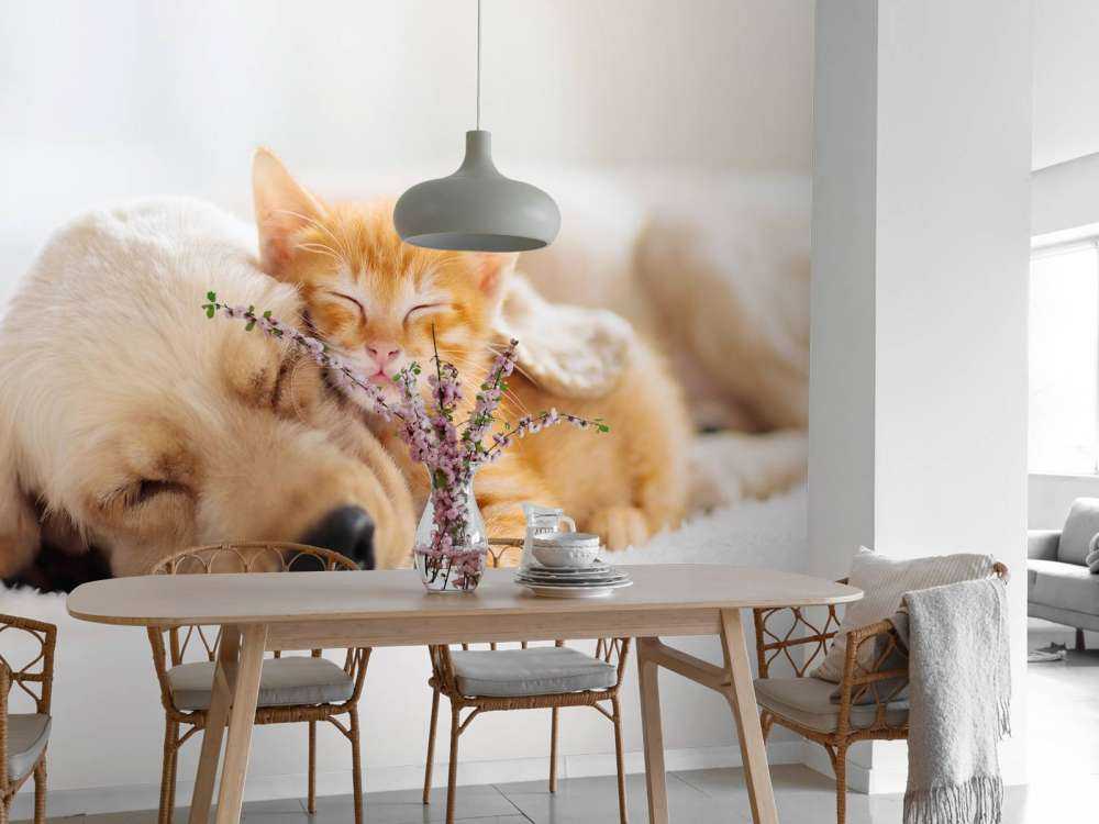 Hond en kat slapen knuffelend