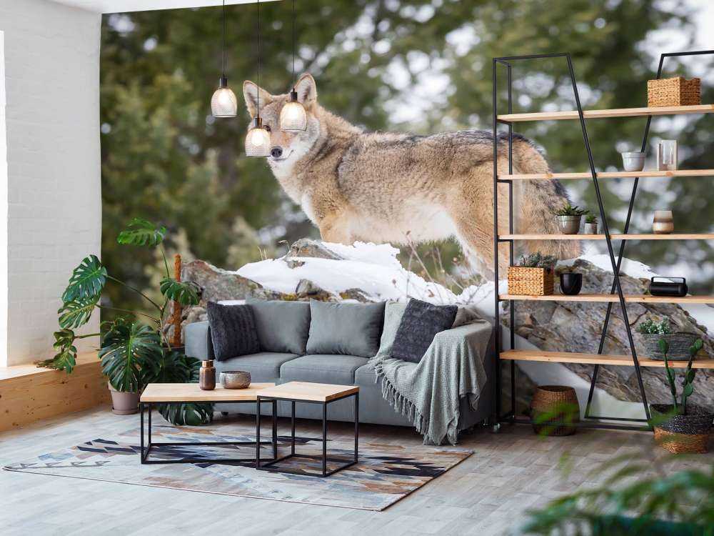 Een coyote in de winter