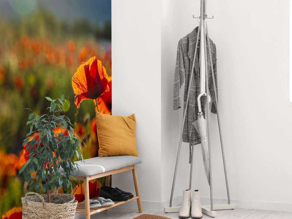 Klaprozen met zonnestralen