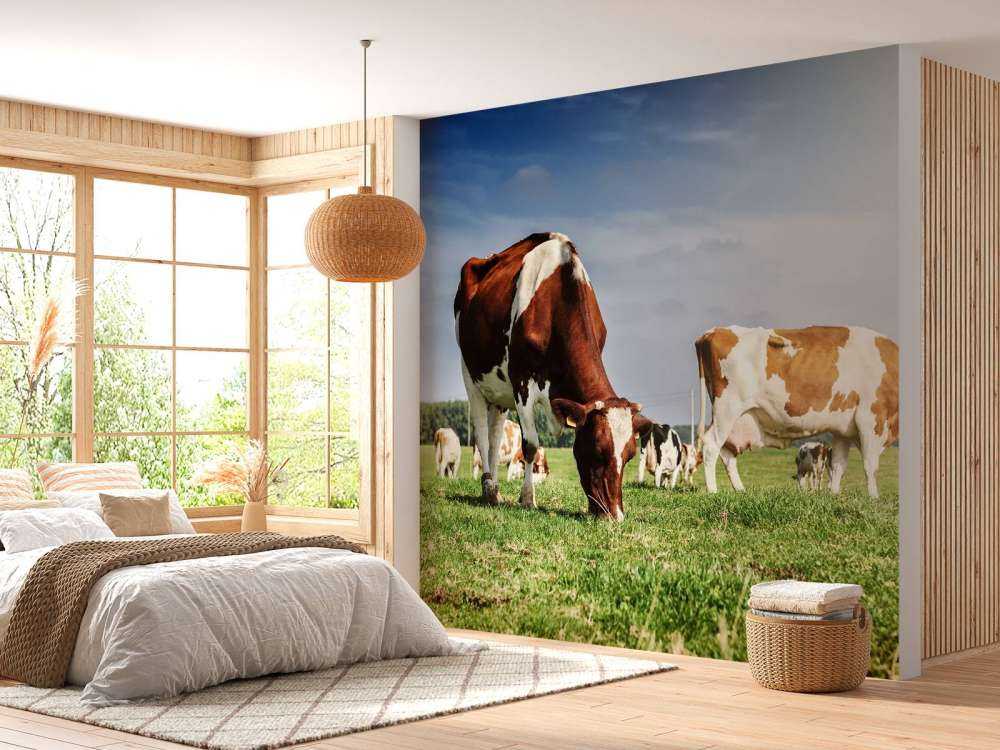 Bruin Witte Koeien aan het grazen in de weide