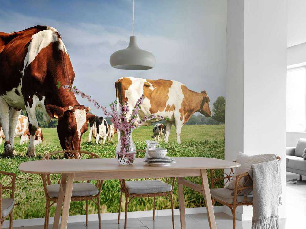 Bruin Witte Koeien aan het grazen in de weide