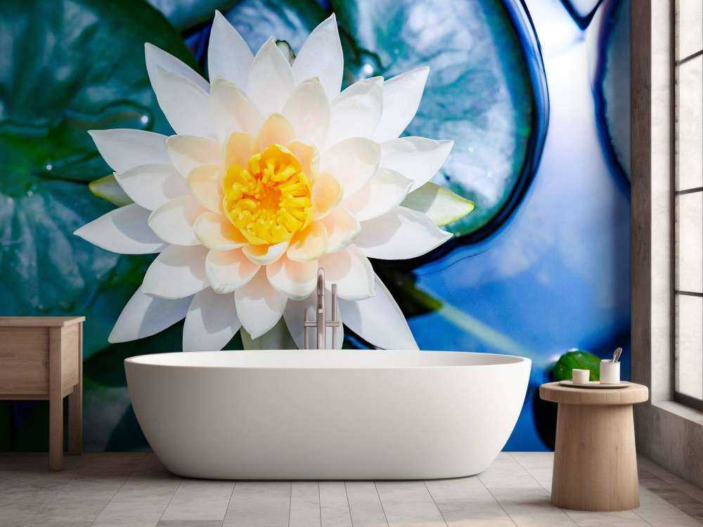 Witte lotusbloem met gele kern