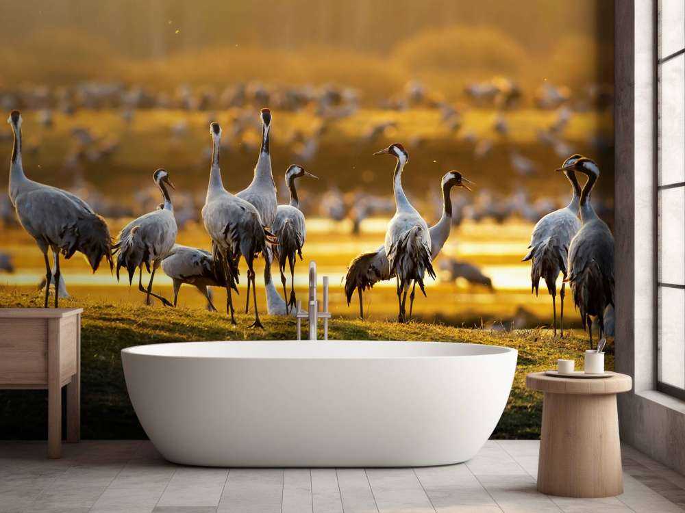 Kraanvogels in de ochtend