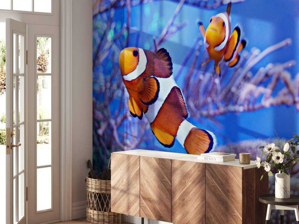 Anemoonvissen in een groot aquarium