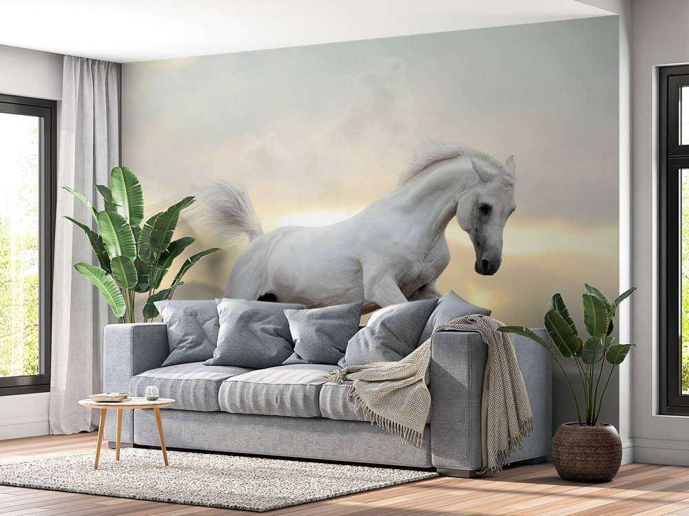 Arabische Hengst in het stof