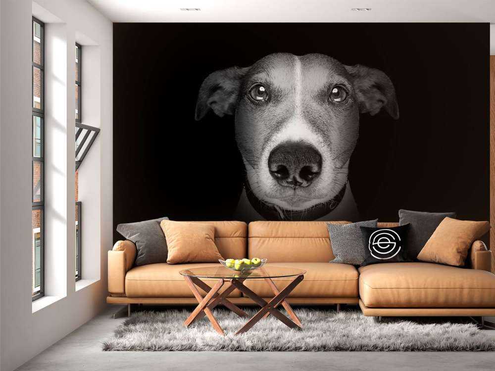 Jack Russel met een zwarte achtergrond