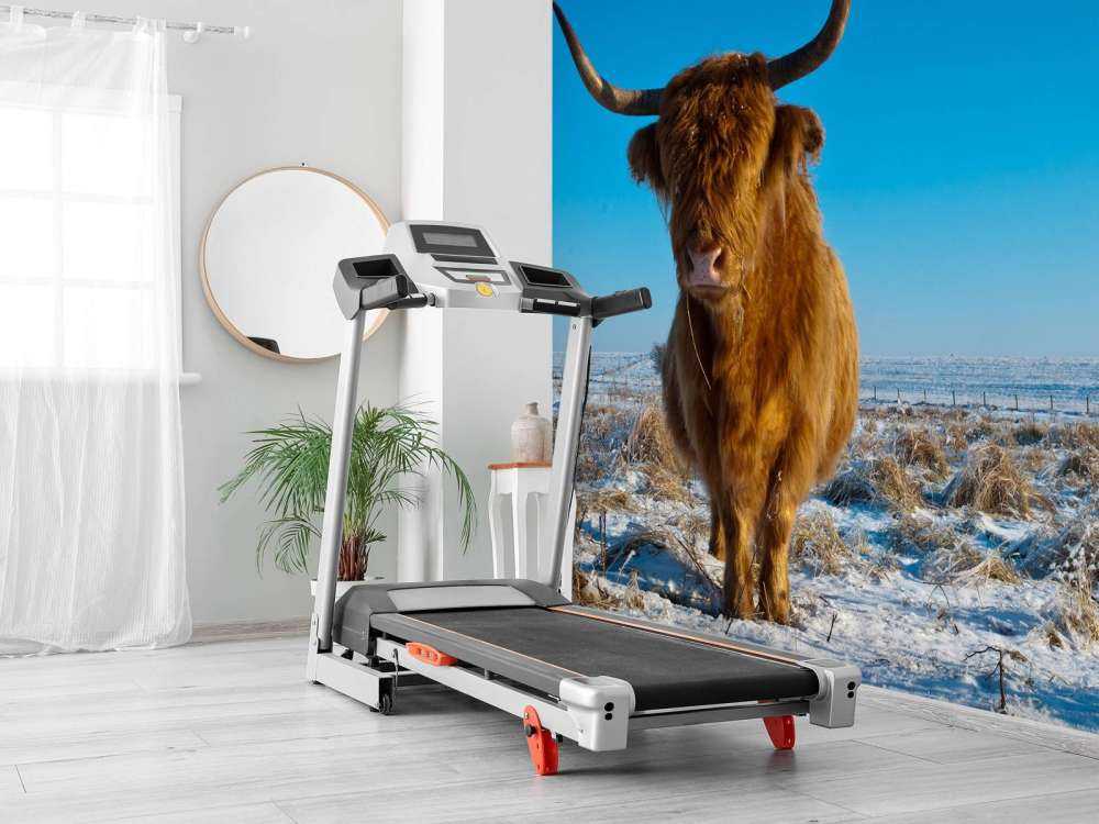 Schotse Hooglander met een blauwe lucht