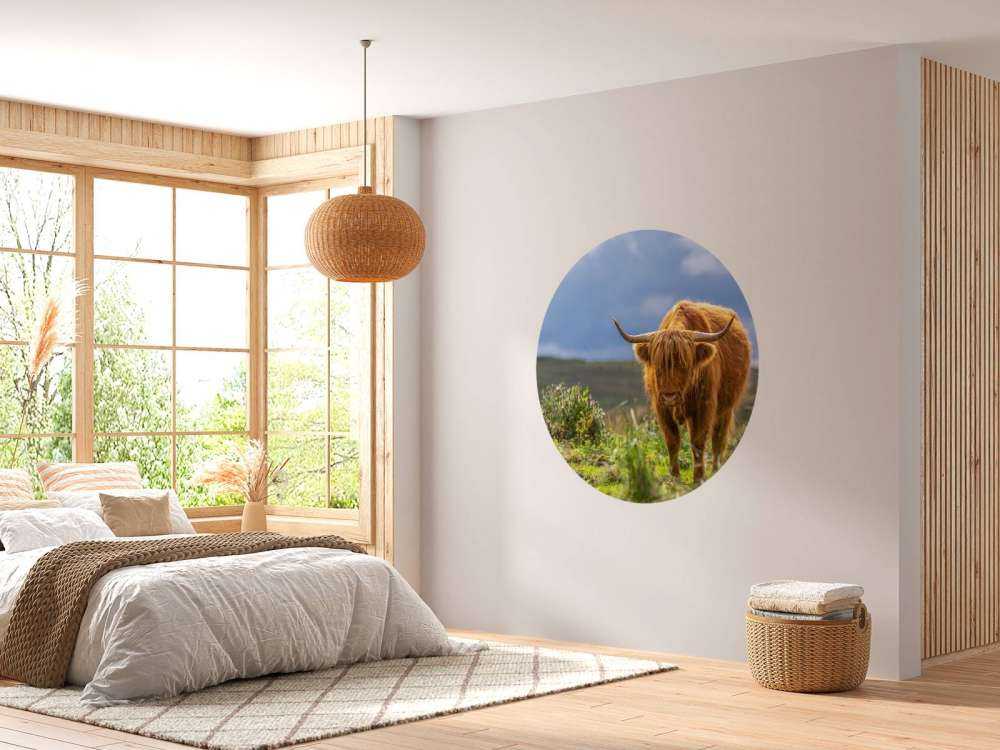 Hooglander in de weide