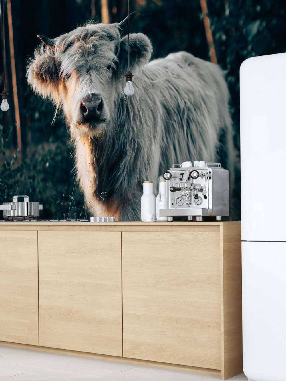 Schotse hooglander jong