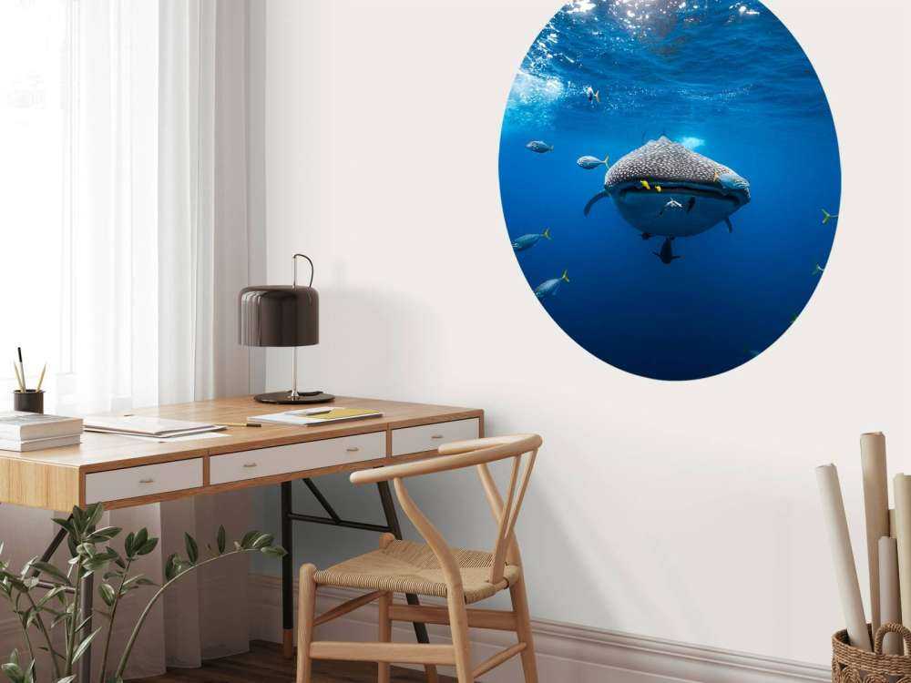 Whale shark escorted by a school of bonito