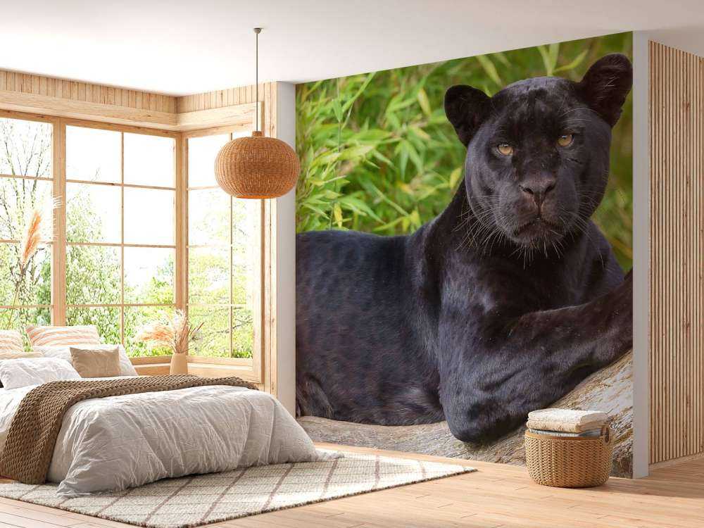 Zwarte panter op een boom