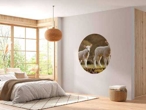Witte lammetjes