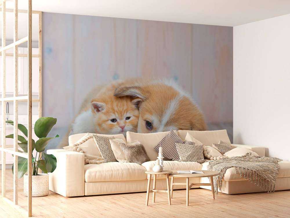 Poezen behang. Foto van een poesje en puppy.