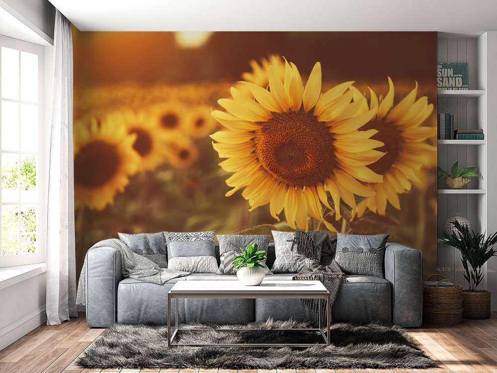 Zonnebloemen in zonlicht