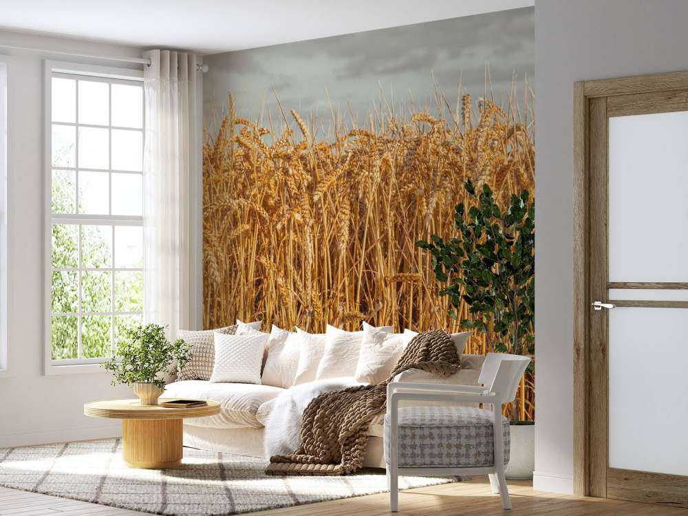 Golden wheat under brooding skies