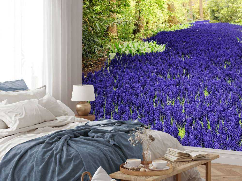 Paarse muscari in de Keukenhof tuinen