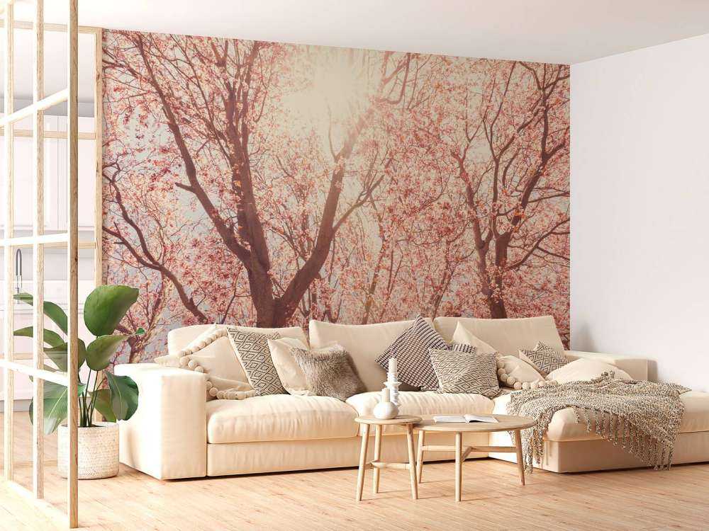 Boom Bloesem met Zon op Achtergrond