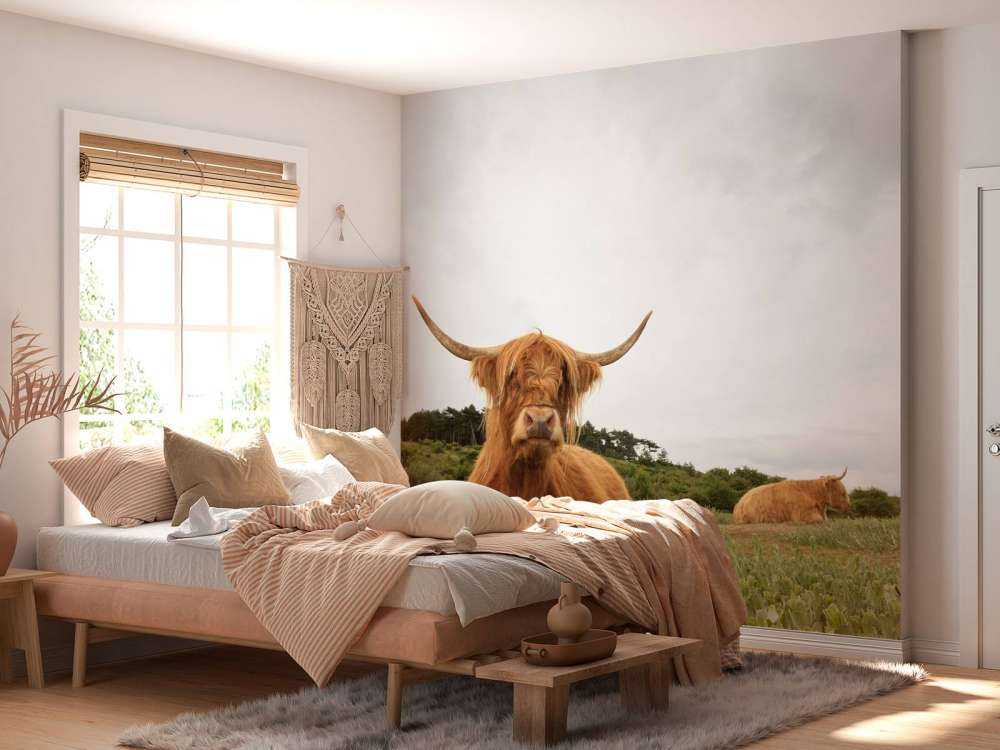 Schotse Hooglanders op het gras