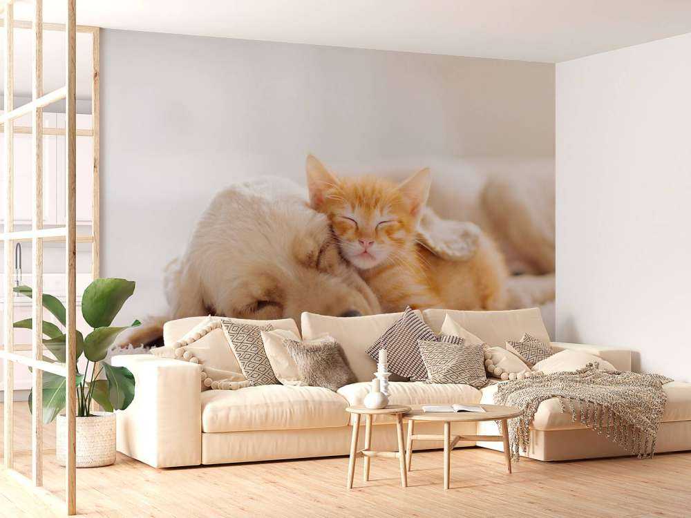 Hond en kat slapen knuffelend