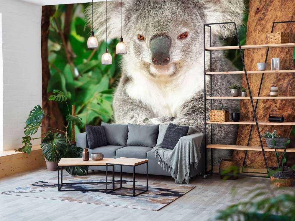 Australische koala in een boom