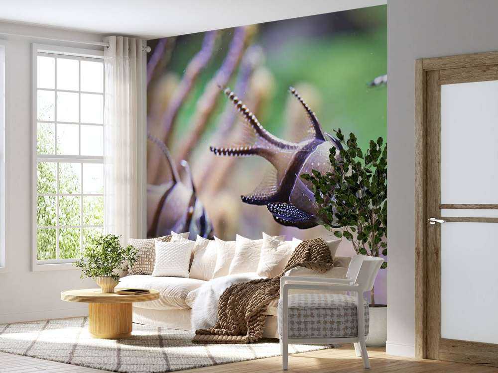 Banggai kardinaalvissen