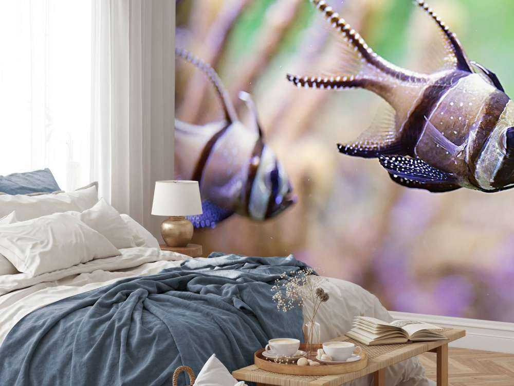 Banggai kardinaalvissen