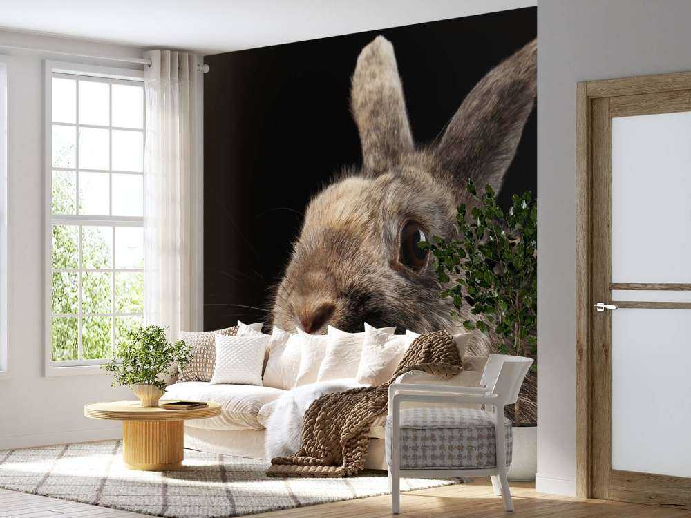 Konijn met een zwarte achtergrond