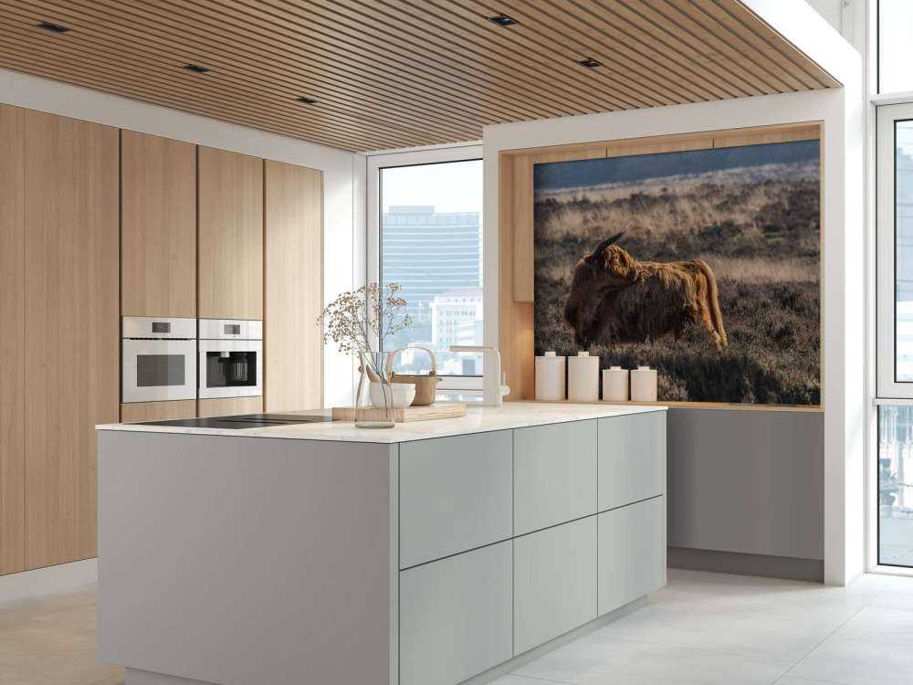 Schotse hooglander in het wild