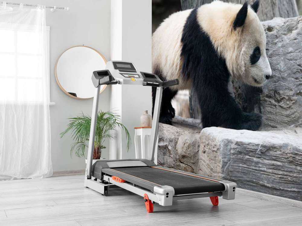 Panda in een dierentuin