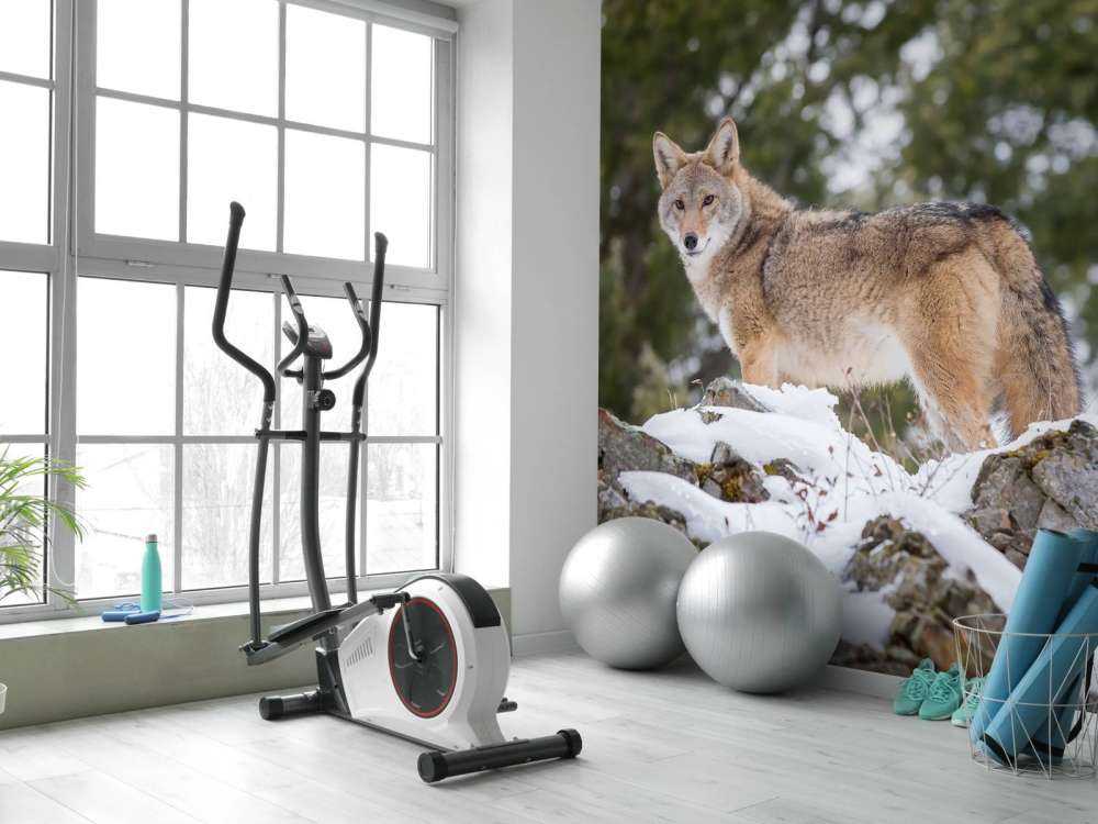 Een coyote in de winter