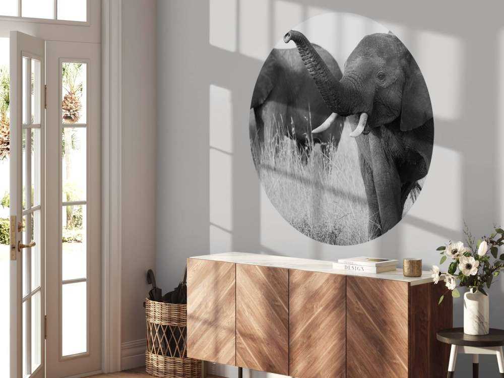 Olifanten in zwart-wit