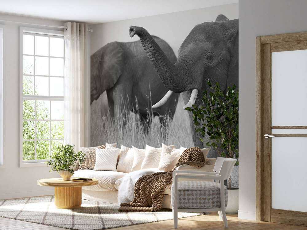 Olifanten in zwart-wit