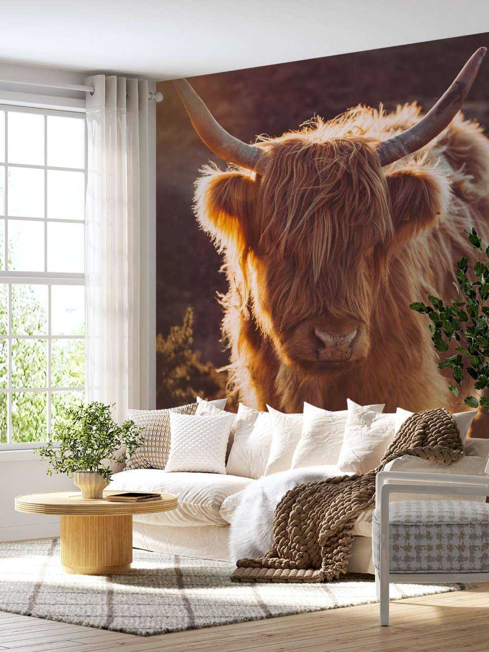 Schotse hooglander in de zon