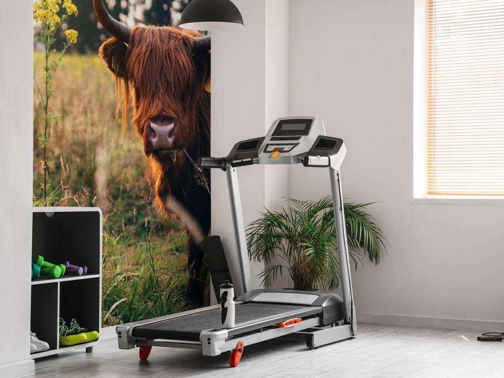 Schotse hooglander in het hoge gras