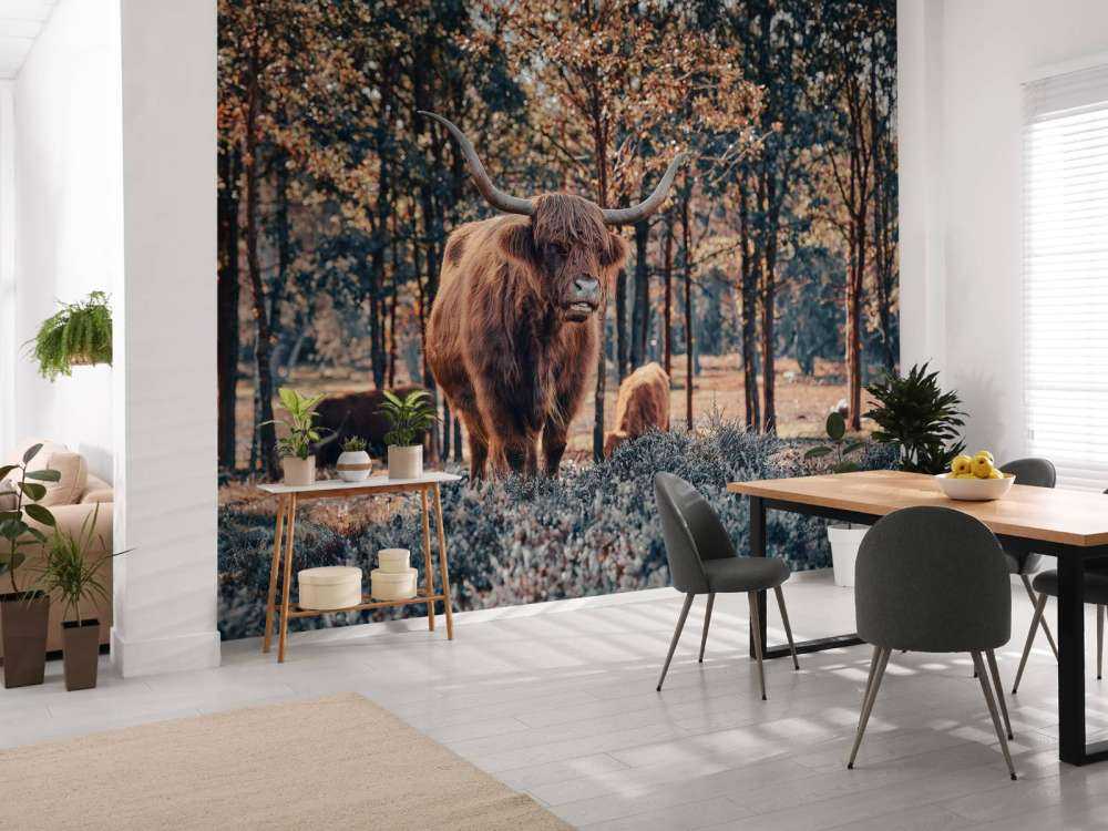 Schotse hooglander bij de bosrand