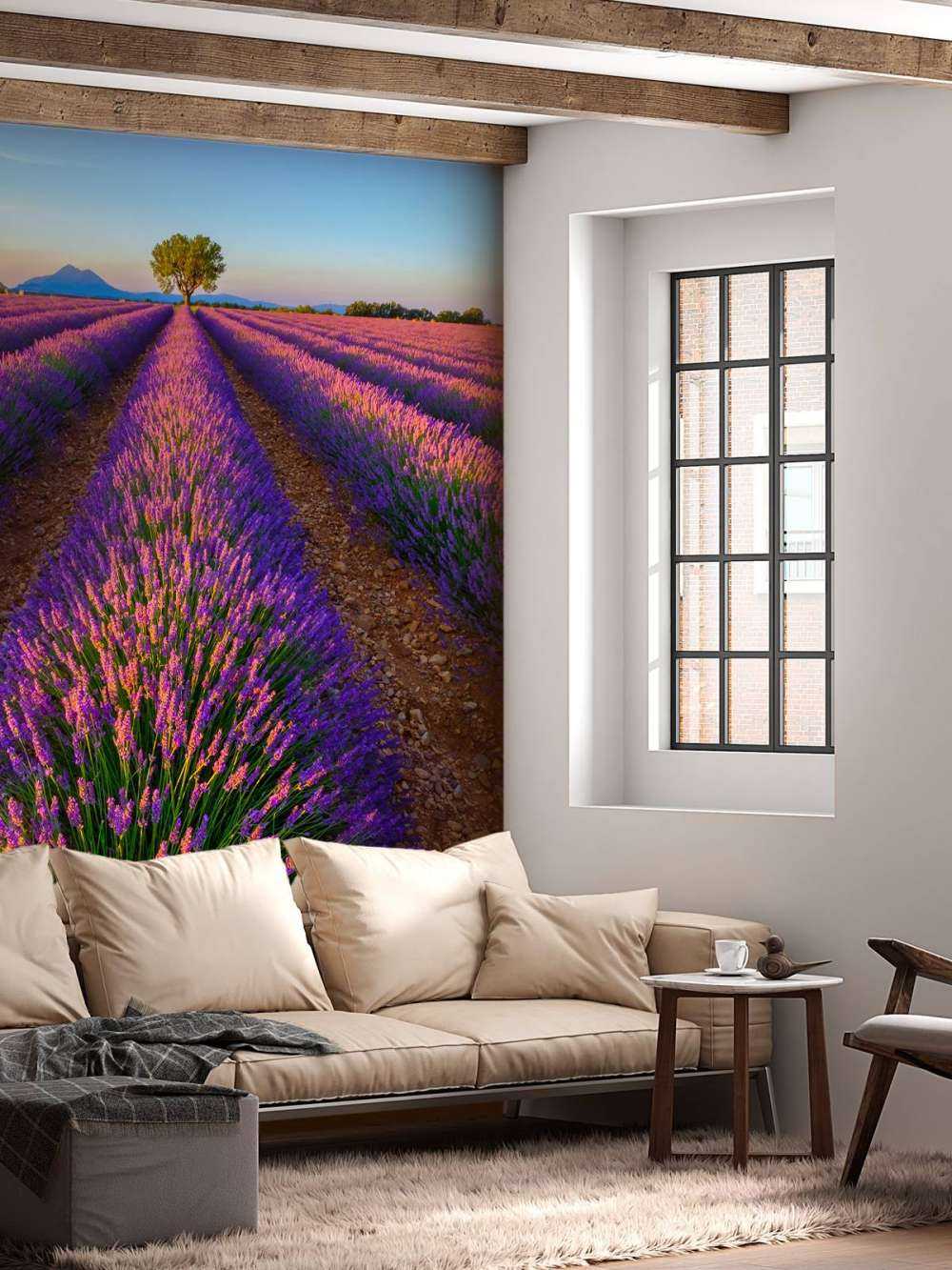 Lavendel bij zonlicht