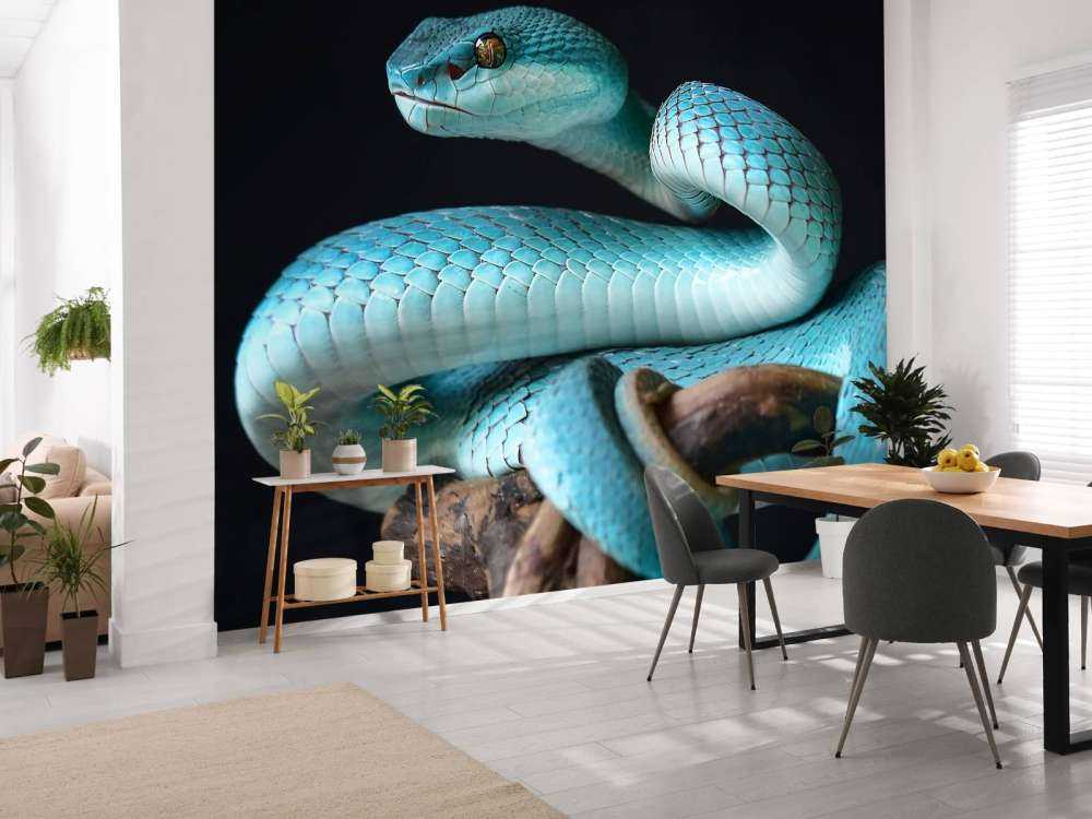 Blauwe Insularis slang