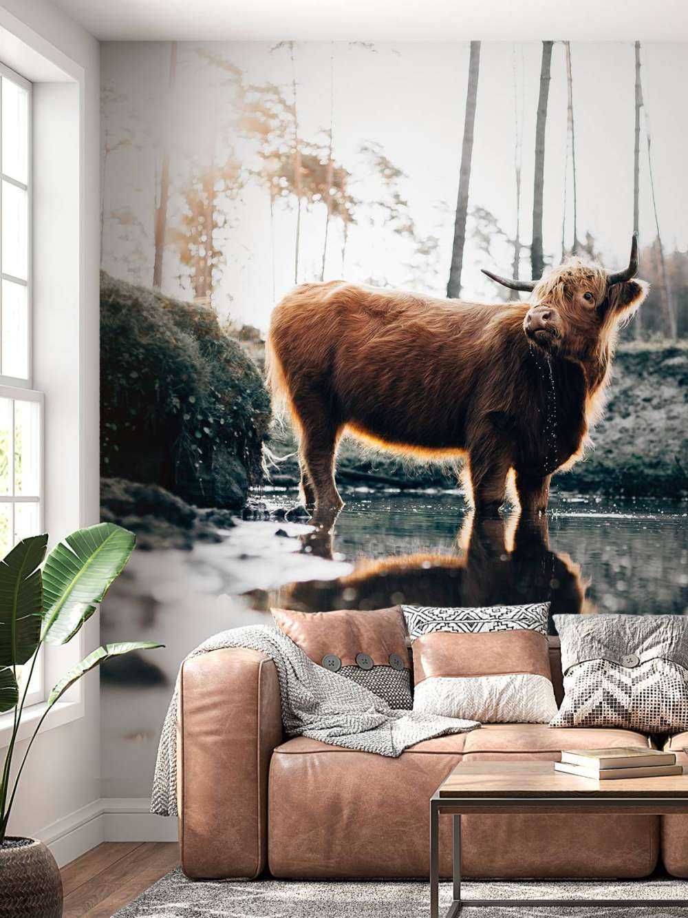 Schotse hooglander in het water